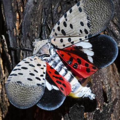 VIDEO: What to know about invasion of spotted lanternfly