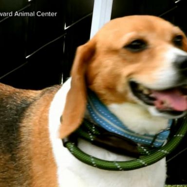 VIDEO: Nearly 4,000 beagles get new leash on life 