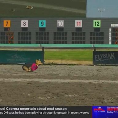 VIDEO: Corgi racing on ESPN's annual 'The Ocho'