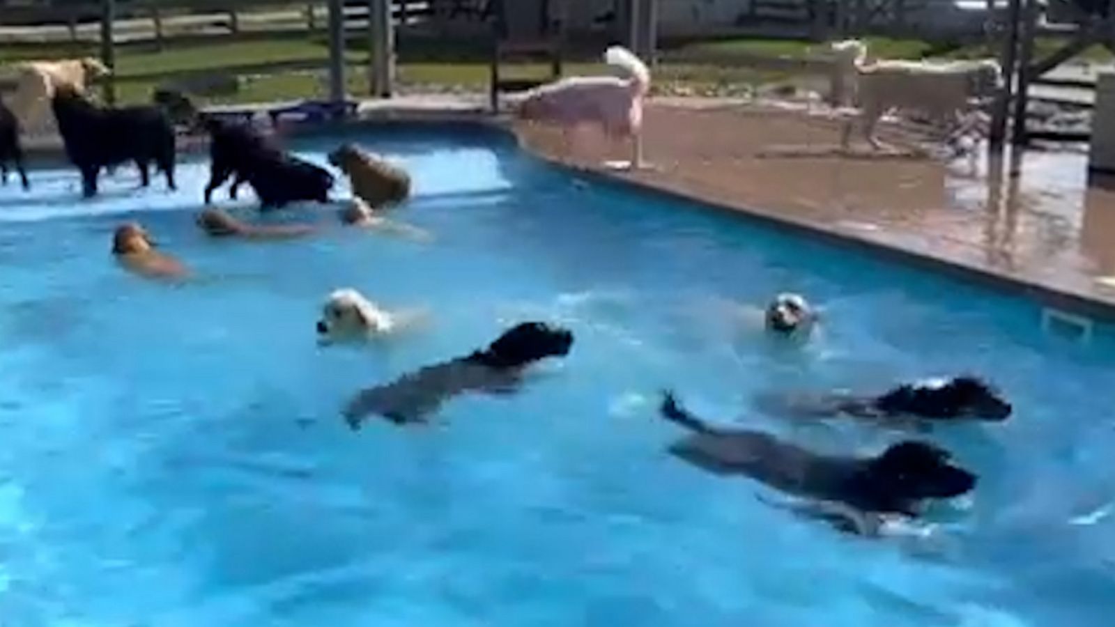 VIDEO: What better way to beat the heat than with a pup pool party?