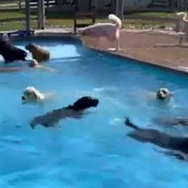 VIDEO: What better way to beat the heat than with a pup pool party?