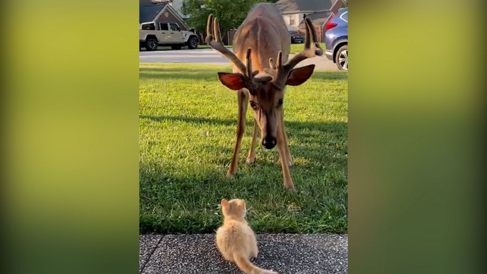 VIDEO: We’re here for this friendship between a kitten and a deer