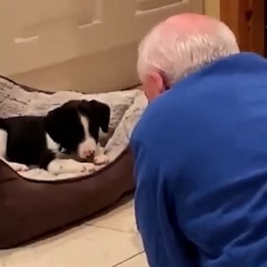 VIDEO: Dad who ‘didn’t want’ a dog caught in sweet moment singing to her