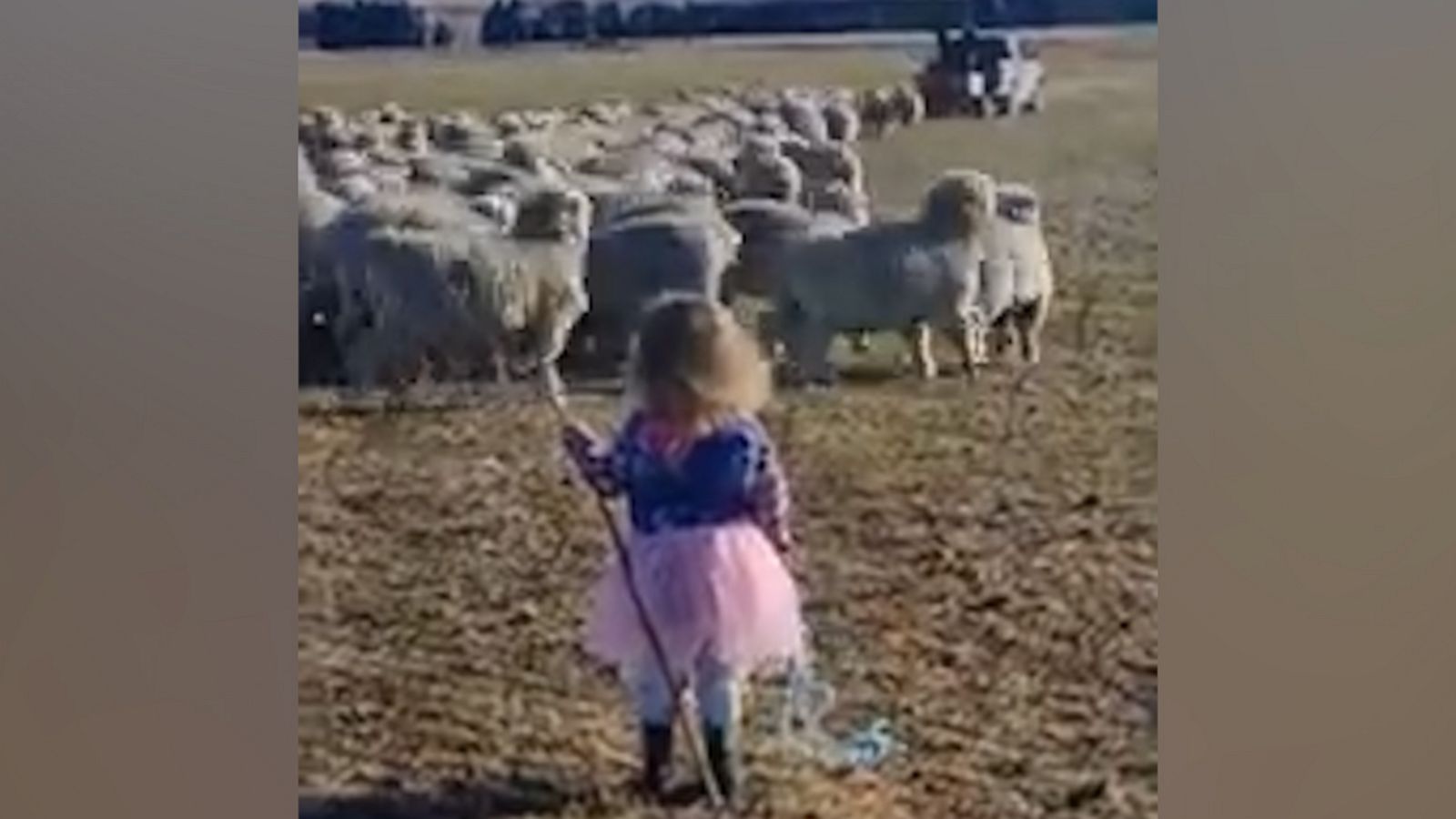 VIDEO: Toddler herds sheep in a fairy costume