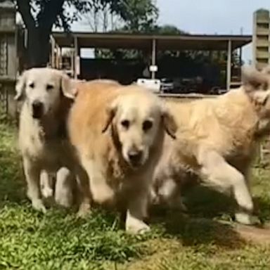 VIDEO: Pack of golden retrievers eating and playing fetch together is pure bliss