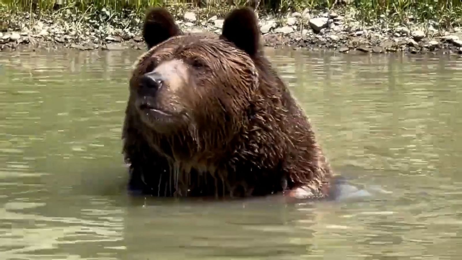 VIDEO: Watch this bear take a refreshing dip at a wildlife sanctuary