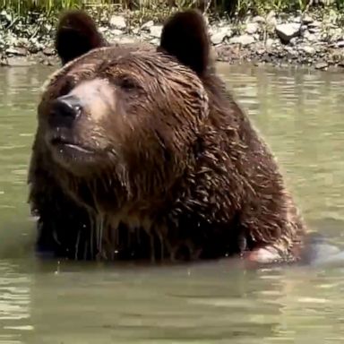 VIDEO: Watch this bear take a refreshing dip at a wildlife sanctuary