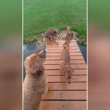 VIDEO: Puppy takes a dip into lake