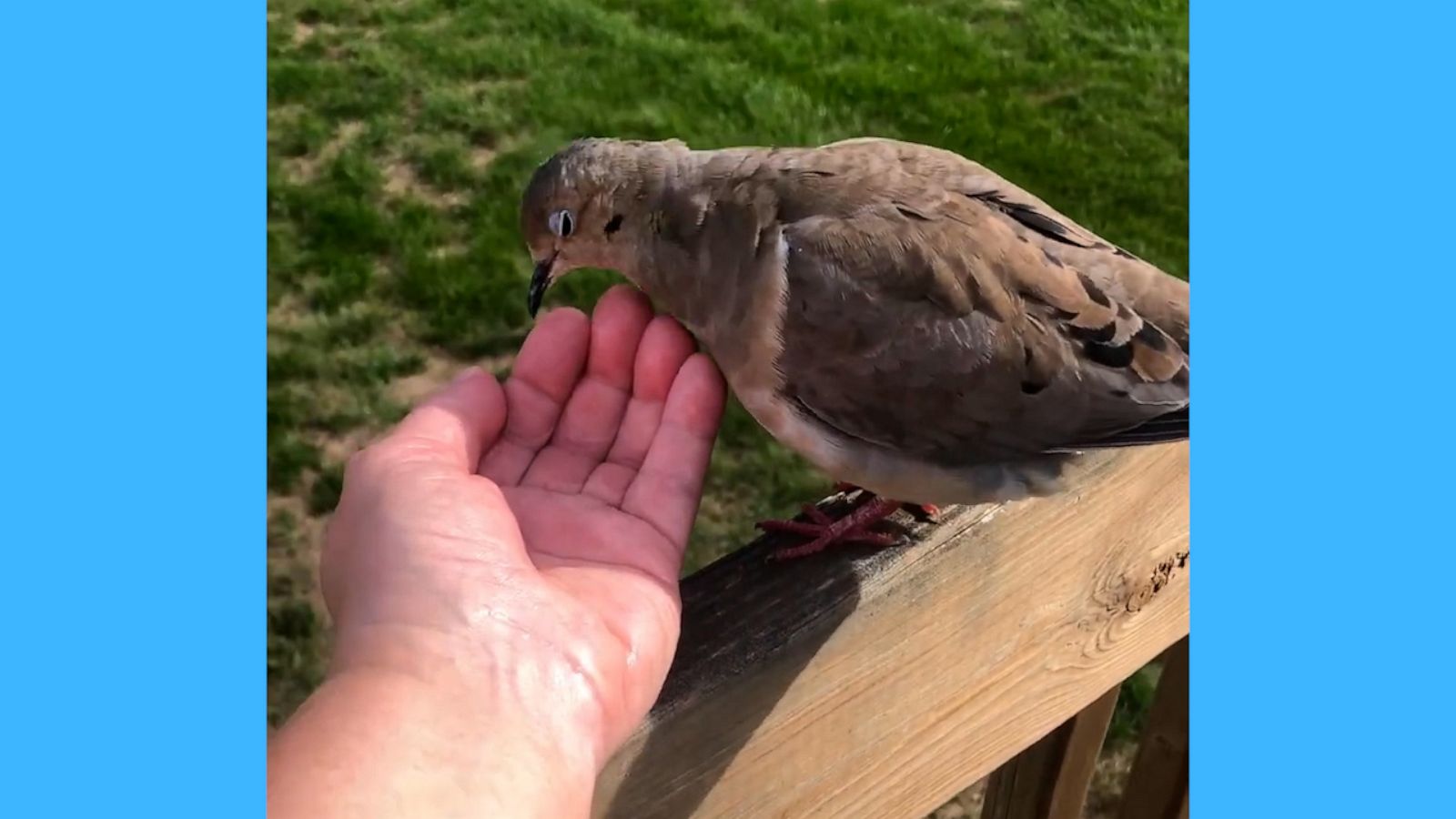 VIDEO: Dove bathing in woman's hand is straight out of a Disney movie