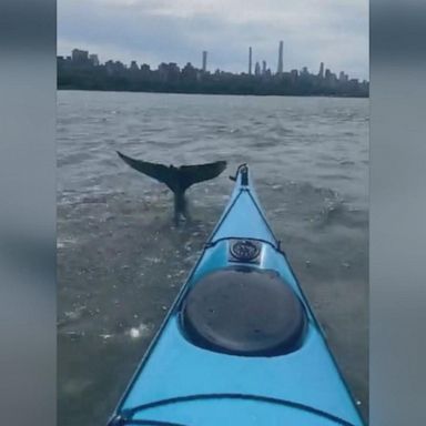 VIDEO: Dolphins spotting in Hudson River