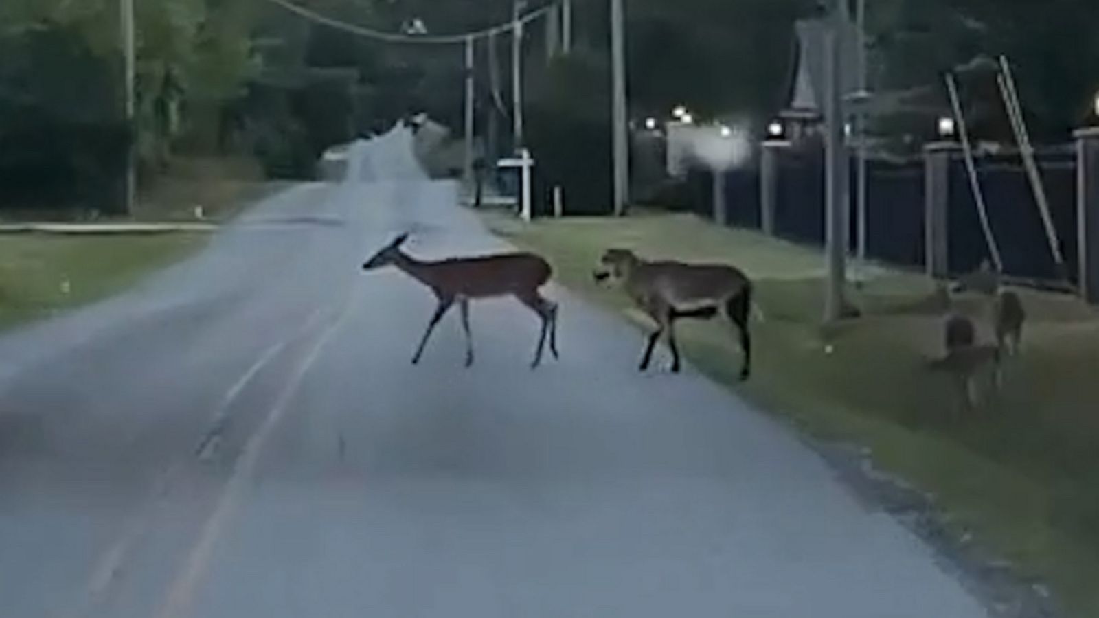 VIDEO: Sheep tries to blend in with the deer