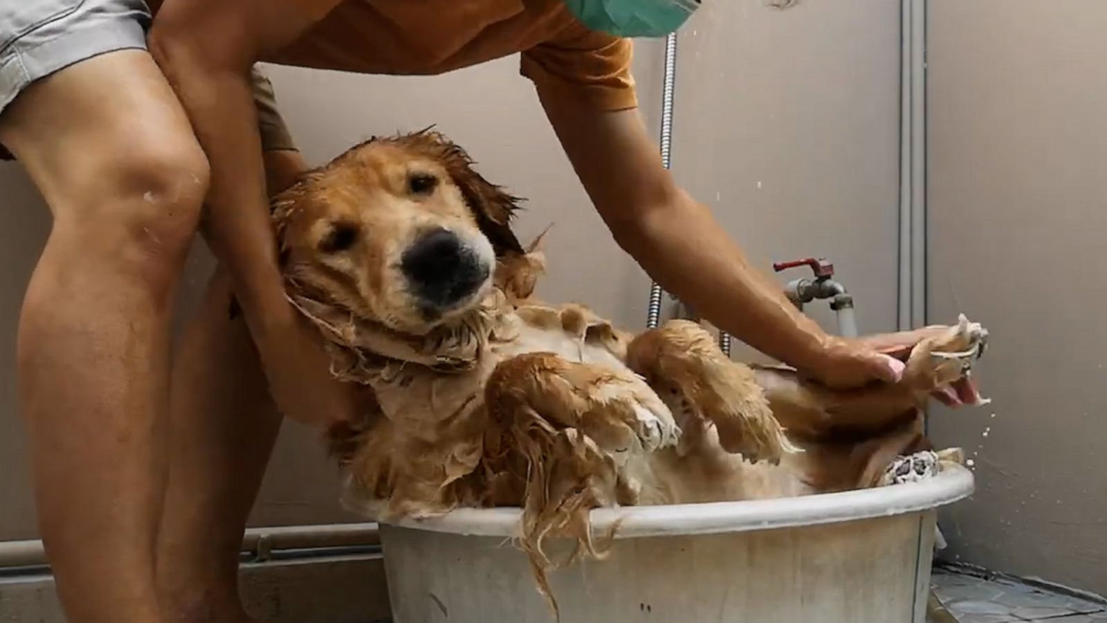 VIDEO: This dog loves 'spa day'