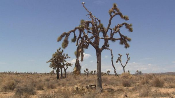 Video How climate change is affecting national parks - ABC News