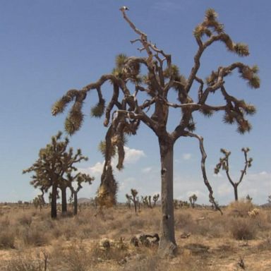 VIDEO: How climate change is affecting national parks