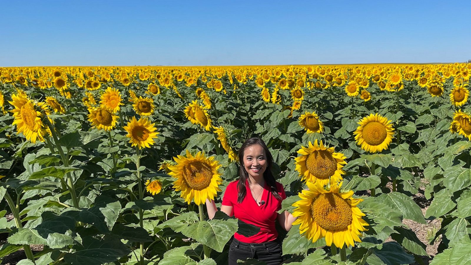 VIDEO: The many uses of sunflower oil