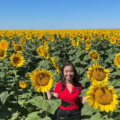 VIDEO: The many uses of sunflower oil