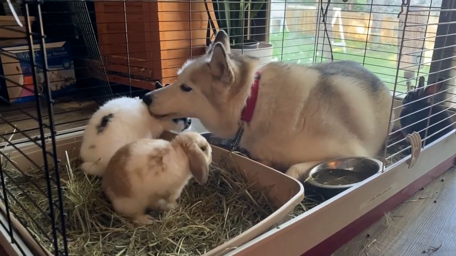 VIDEO: Husky hilariously thinks she’s one of the bunnies