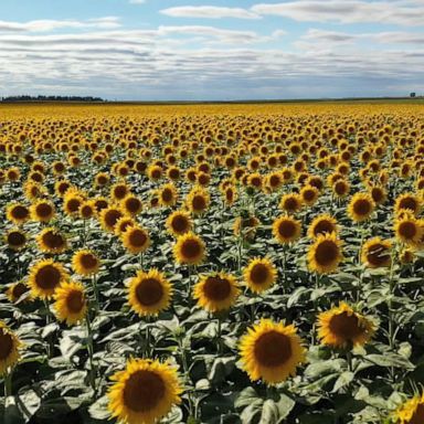 VIDEO: Farmers working tirelessly to sustain surge in demand for sunflowers amid Ukraine war 