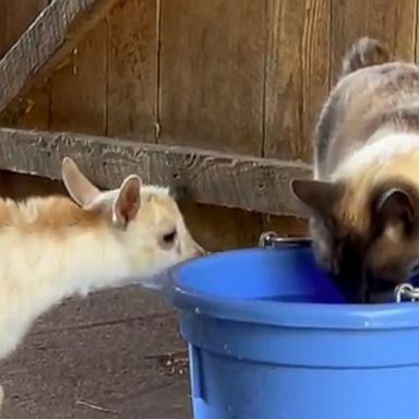 VIDEO: Baby goats adorably follow uninterested barn cat around