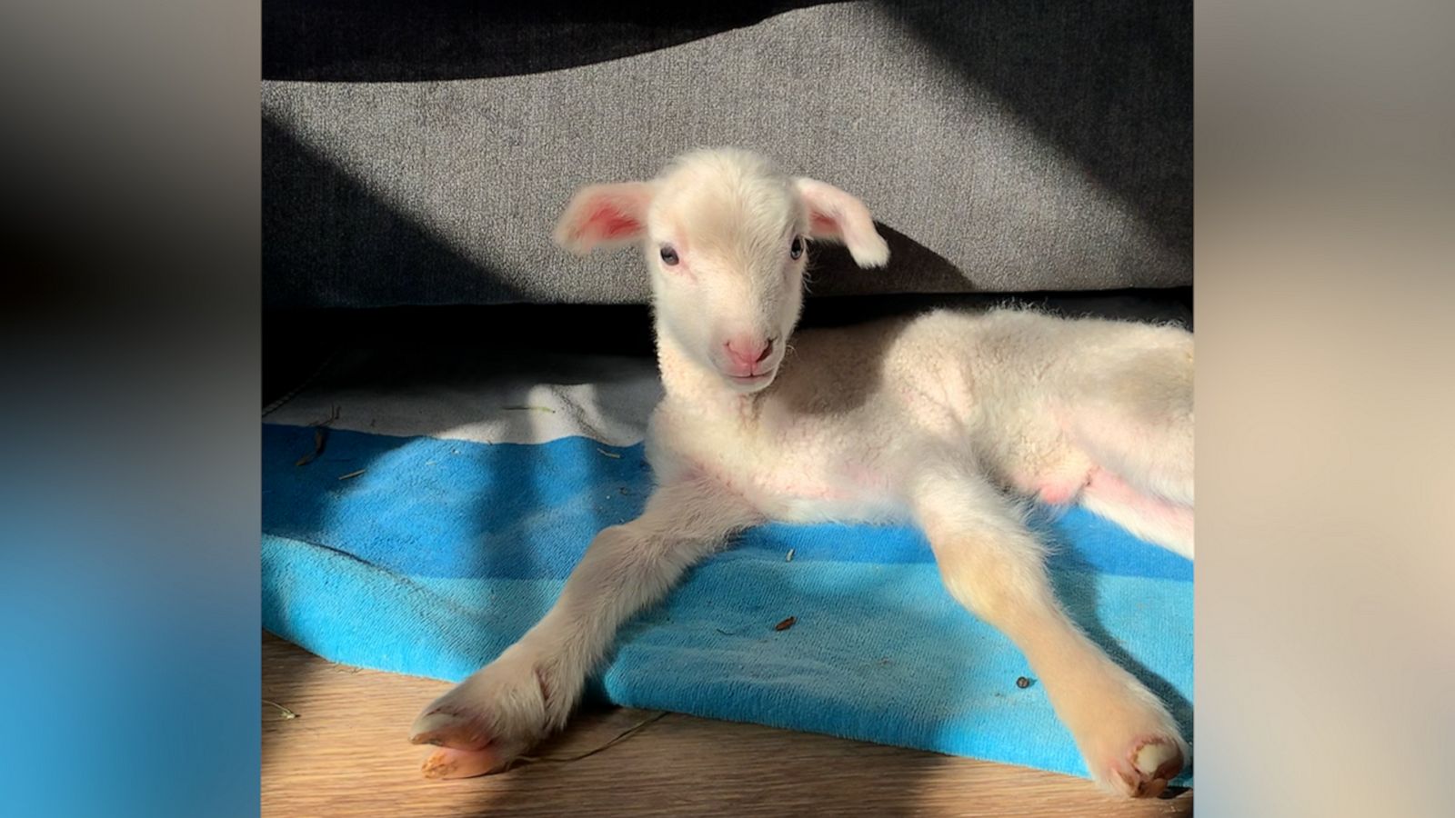 VIDEO: Lamb lucky to be alive after being found sick in a field