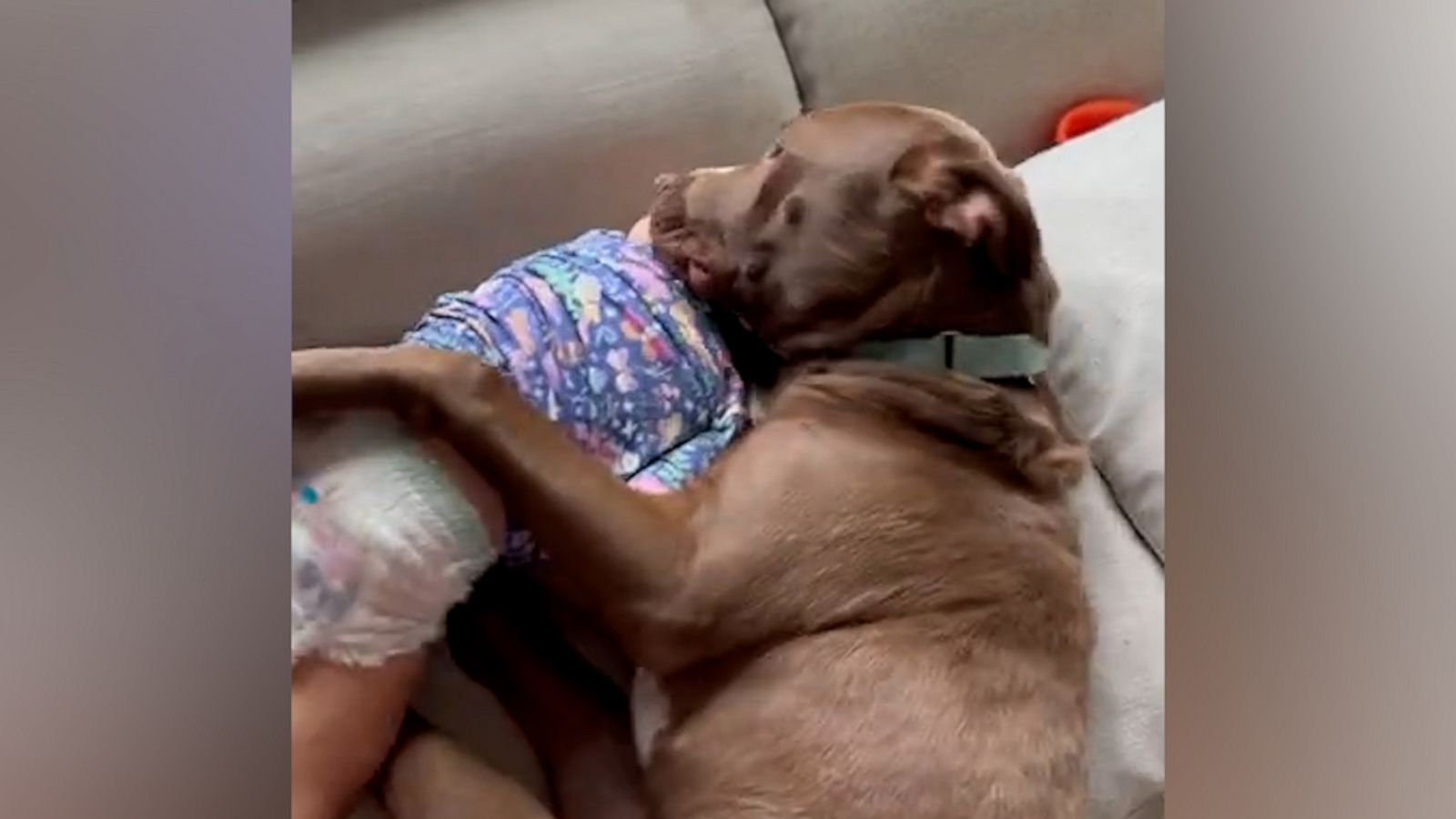 VIDEO: Pit bull and toddler share adorable embrace