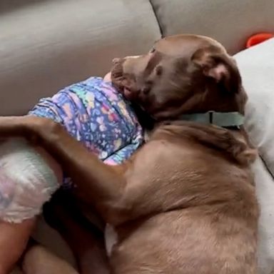 VIDEO: Pit bull and toddler share adorable embrace