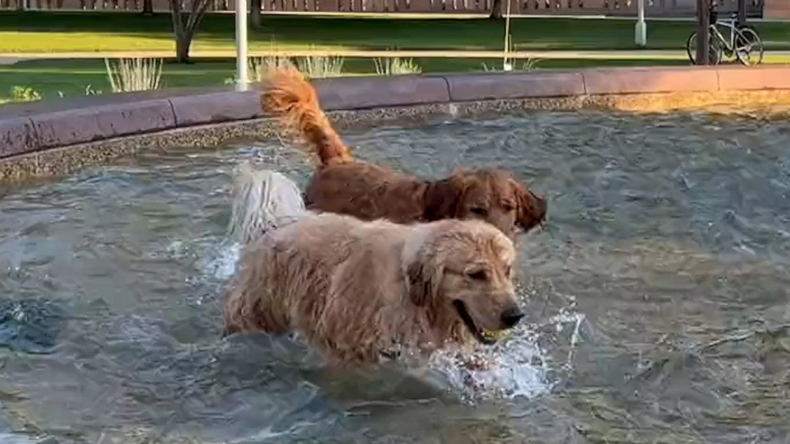 These golden retrievers playing in a fountain are living their best