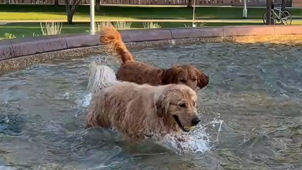 are golden retrievers water dogs