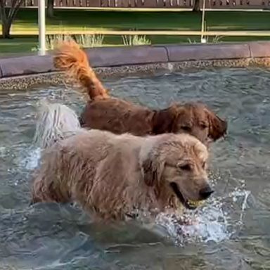 PHOTO: VIDEO: These golden retrievers playing in a fountain are living their best lives