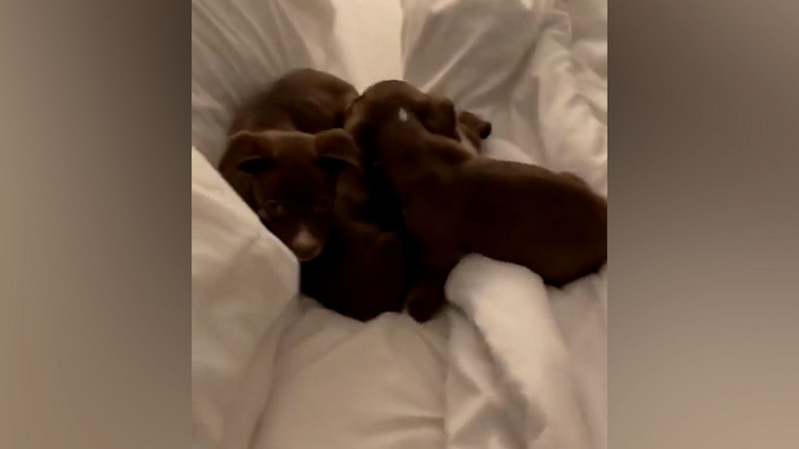 VIDEO: These puppies have an adorable nighttime routine