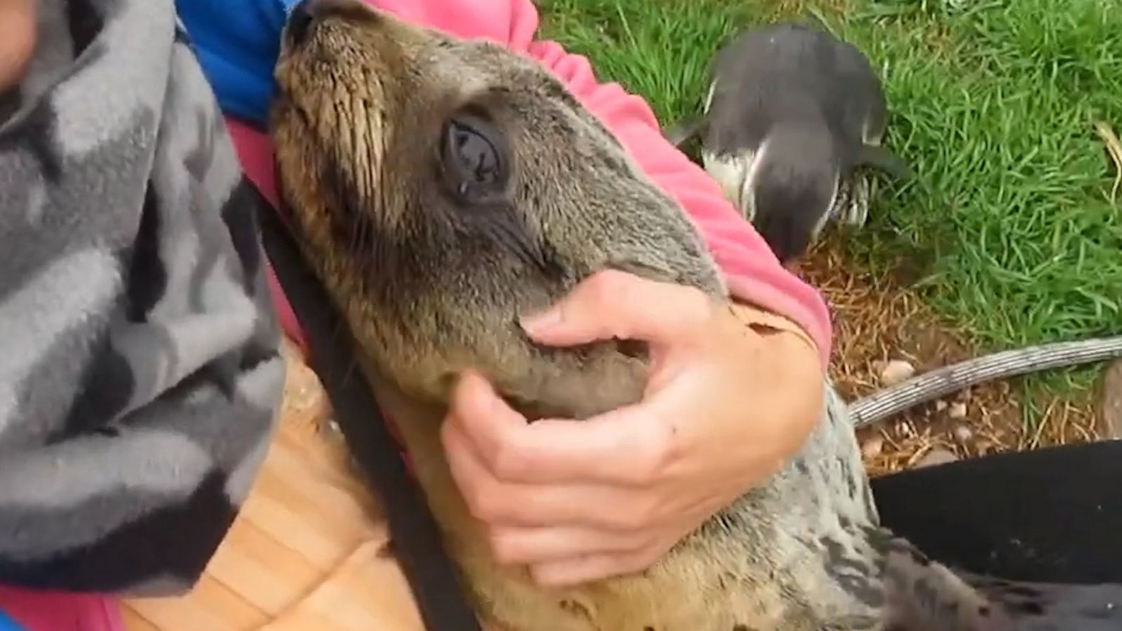 VIDEO: Seal pup separated from its mother clings to biologist for snuggles