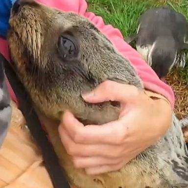 VIDEO: Seal pup separated from its mother clings to biologist for snuggles