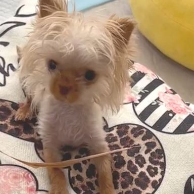 VIDEO: Teeny tiny Yorkie puppy hilariously obsessed with twig