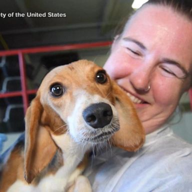 VIDEO: All 4,000 beagles found at breeding facility have been adopted