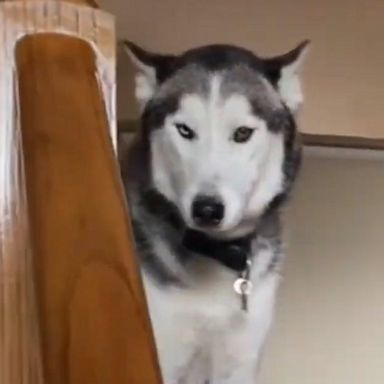 VIDEO: Sad husky sends owner on guilt trip when she leaves the house