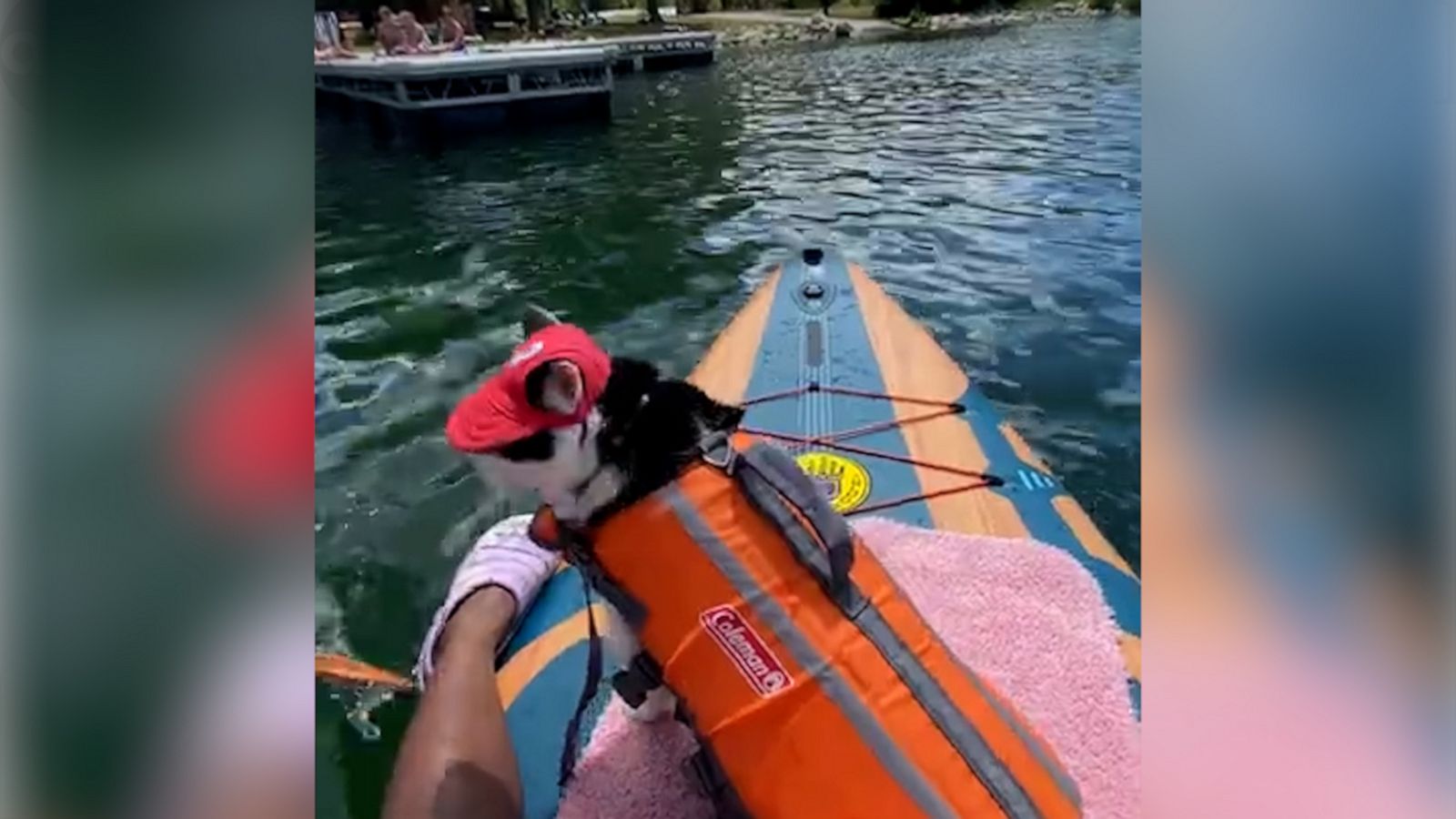 VIDEO: Brave cat goes for a paddle boarding adventure in Colorado