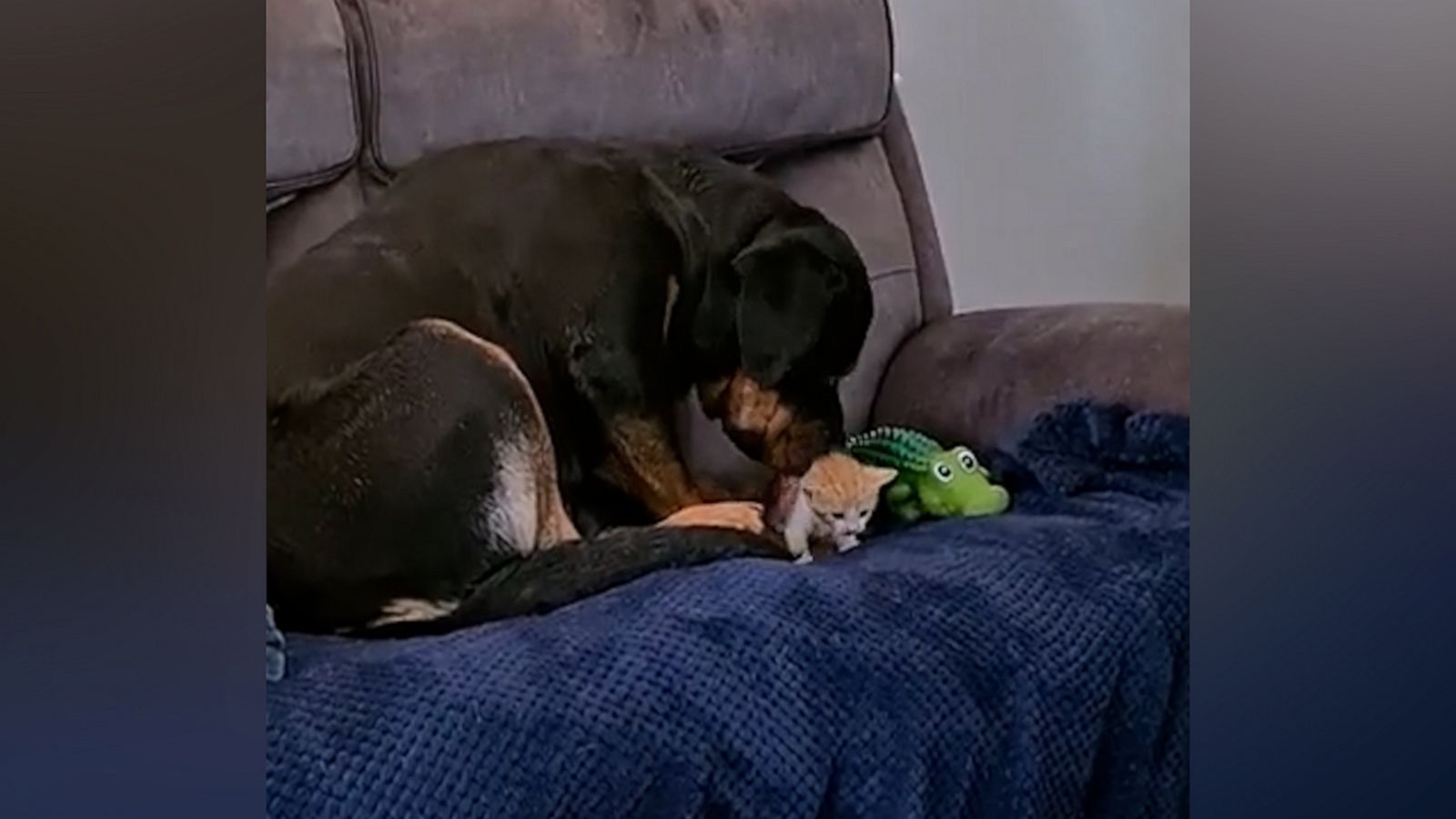 VIDEO: Rottweiler acts as adorable guard for tiny kitten