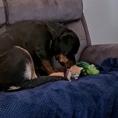 VIDEO: Rottweiler acts as adorable guard for tiny kitten