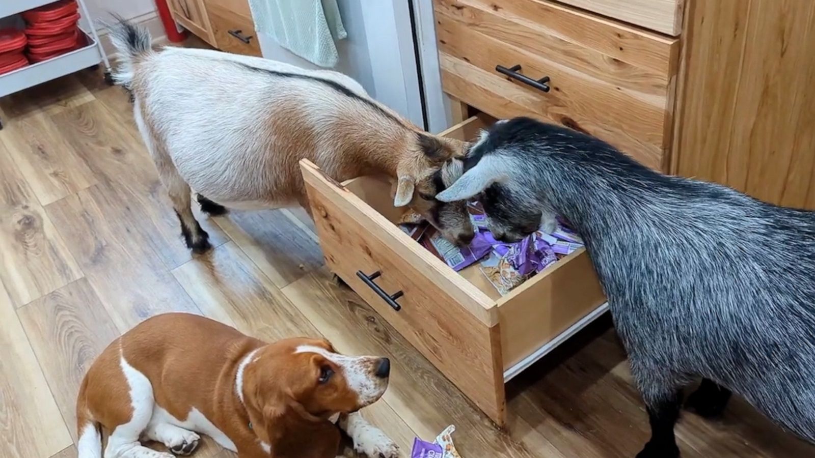 VIDEO: Goats and dogs explore owner’s snack drawer