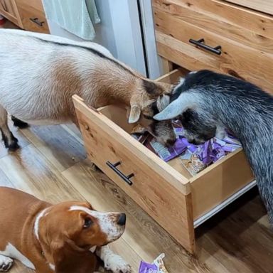 VIDEO: Goats and dogs explore owner’s snack drawer 