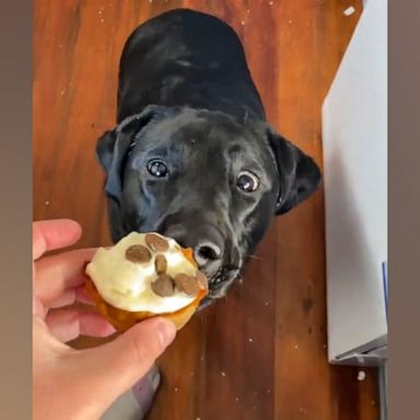 VIDEO: Labrador helps make her own birthday cake with adorable results