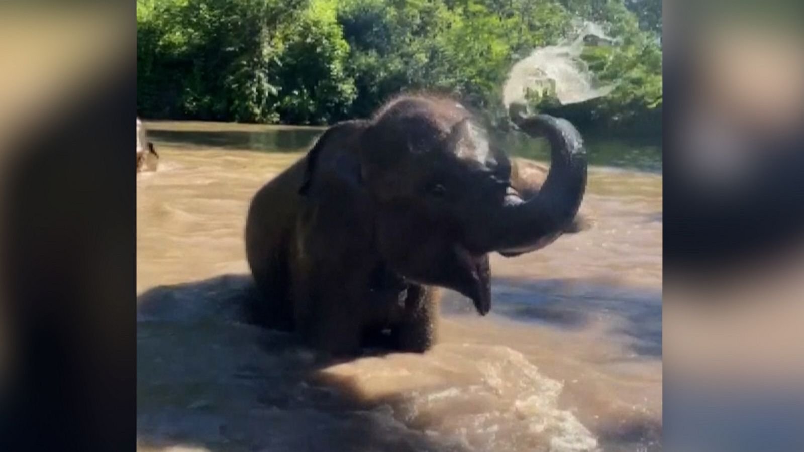 VIDEO: Playful elephants make a big splash