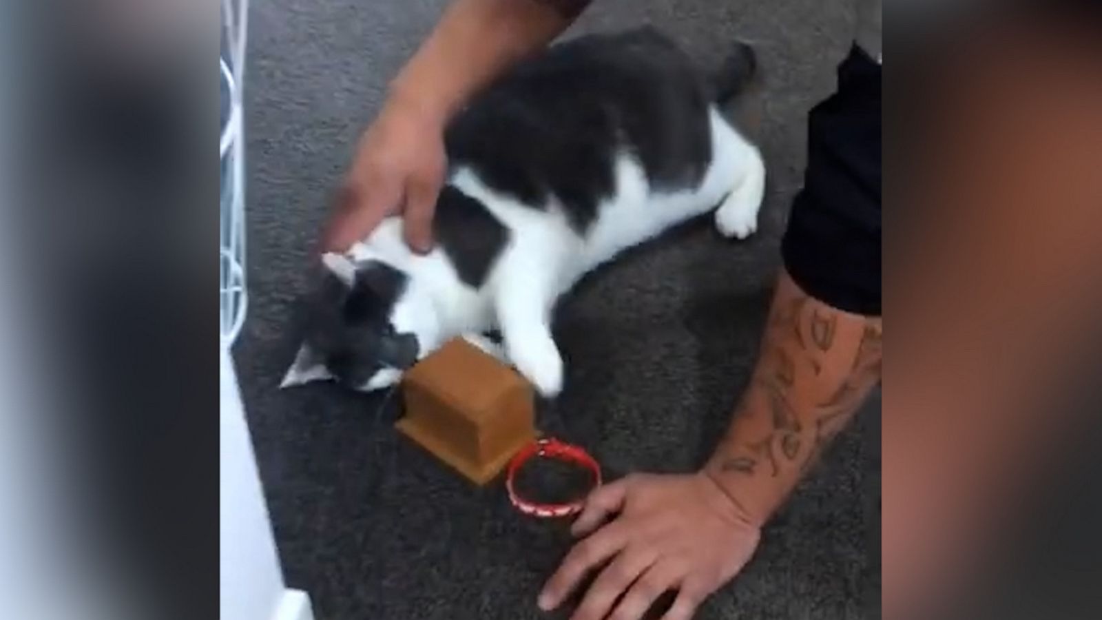 VIDEO: Cat cuddles box with his buddy’s ashes