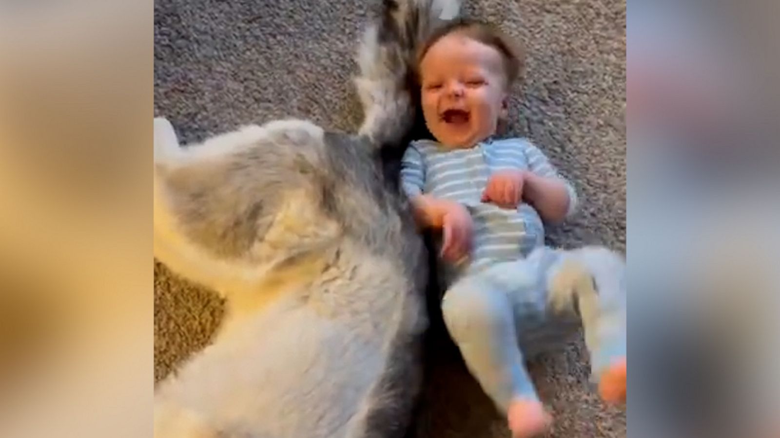 VIDEO: Husky and baby share giggly bond