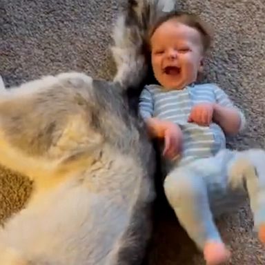 VIDEO: Husky and baby share giggly bond