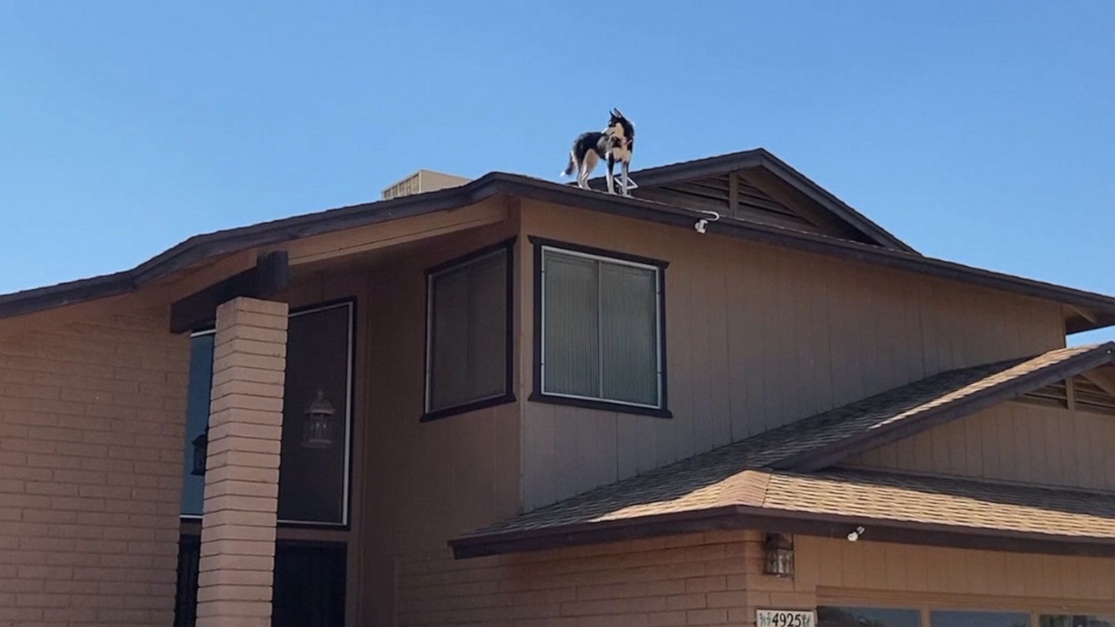 VIDEO: Husky doubles as a neighborhood watchdog
