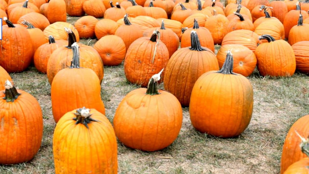 VIDEO: How summer drought, inflation could cause pumpkin prices to rise