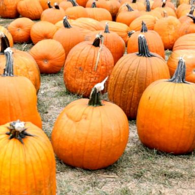 VIDEO: How summer drought, inflation could cause pumpkin prices to rise