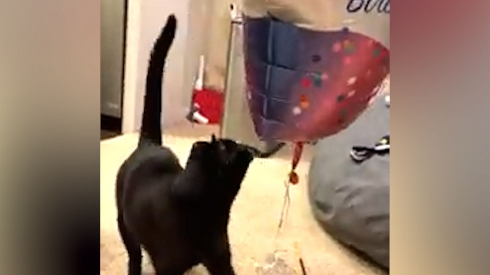 VIDEO: Worried cat encounters balloon for 1st time