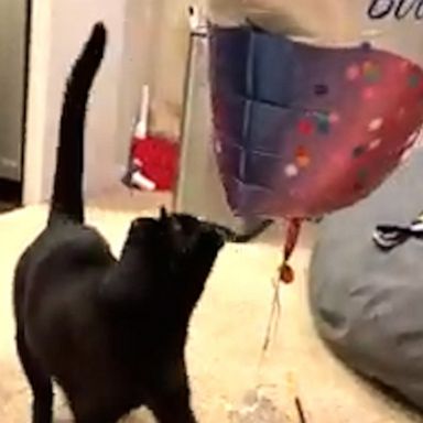 VIDEO: Worried cat encounters balloon for 1st time